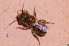 Osmia sp.